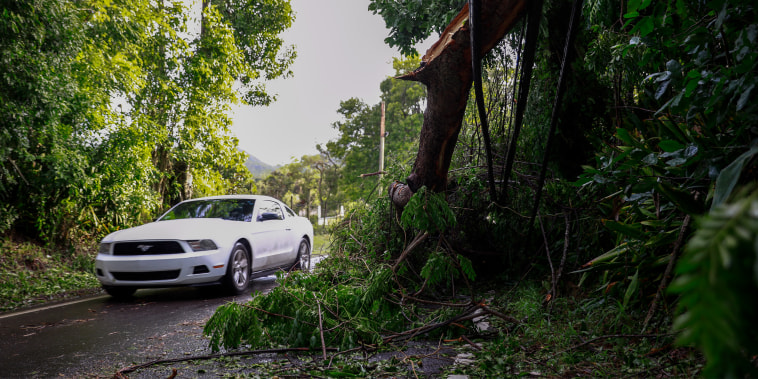Image: Cars drive through a road with fallen trees.