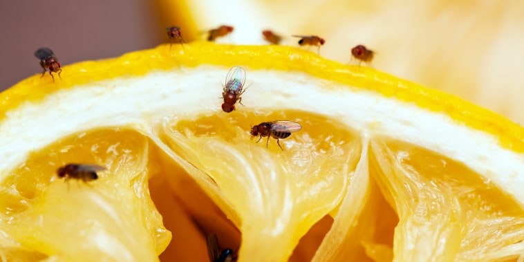 Fruit flies