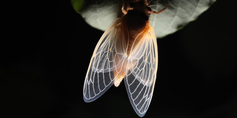 Image: An adult cicada emerges from its skin at night in Fairfax Station, Va., on May 17, 2013.