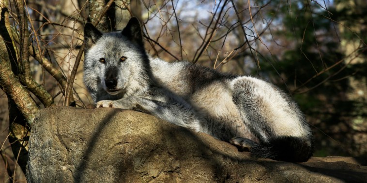 A wolf rests at the Wolf Conservation Center on Dec. 6, 2020 in South Salem, N.Y.
