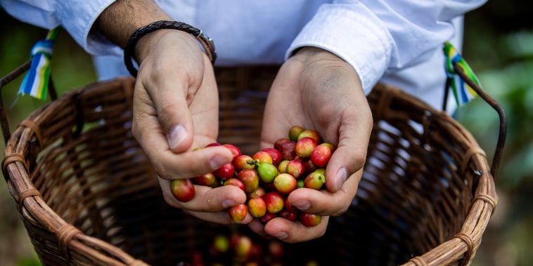 A volunteer holds the coffee beans he helped pick at a farm in Lares, Puerto Rico as part of an effort to ensure that first coffee harvest since Hurricane Maria destroyed almost all the crops on the island don't go to waste.