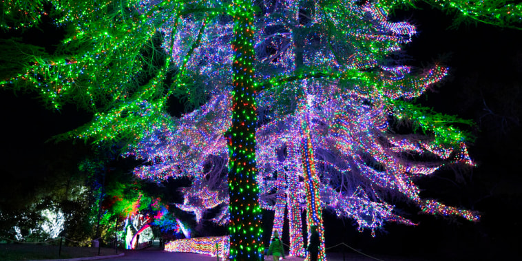 Árboles de Navidad iluminados en Calabasas, California, el 10 de diciembre de 2021.