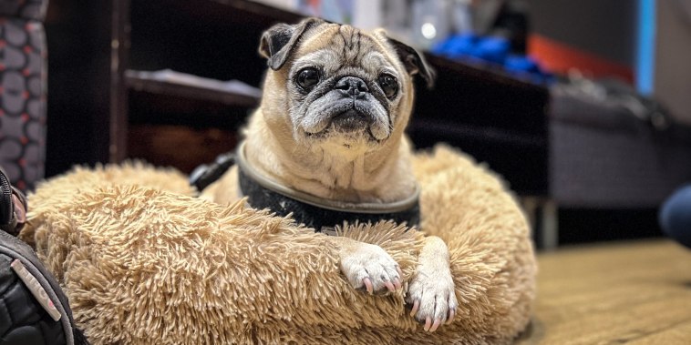 13-year-old Noodle the pug visited NBC's "TODAY" show on Oct. 20, 2021.