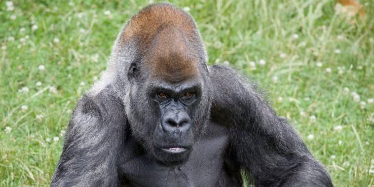 Image: Ozzie the gorilla