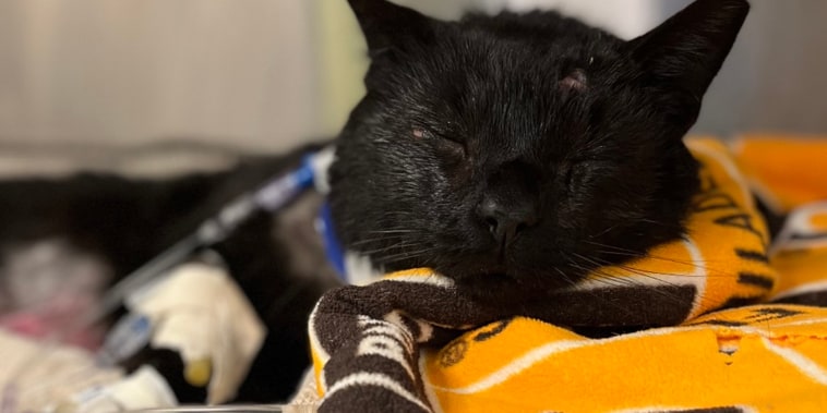 A teen and a child are being charged with brutally attacking a cat named "Buddy" with their dogs in Philadelphia, PA.