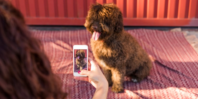 Woman hands with mobile smart phone taking a photo of Spanish water dog over red background. Happy dog. Outdoors portrait