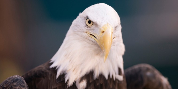 NextEra Energy was sentenced to probation and ordered to pay more than $8 million in fines and restitution after at least 150 eagles were killed over the past decade.