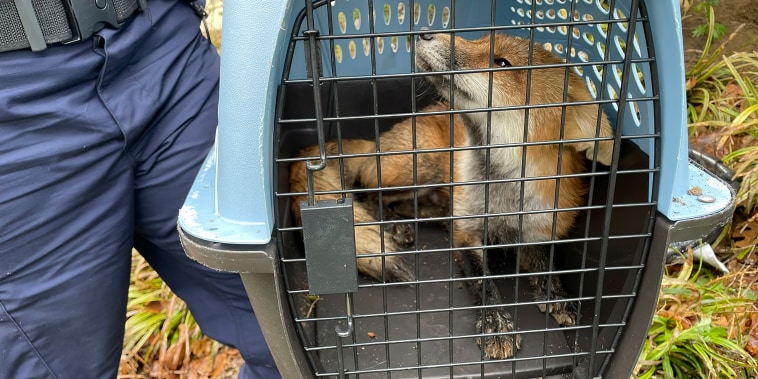 In this image provided by U.S. Capitol Police, a fox looks out from a cage after being captured on the grounds of the U.S. Capitol on Tuesday, April 5, 2022, in Washington.