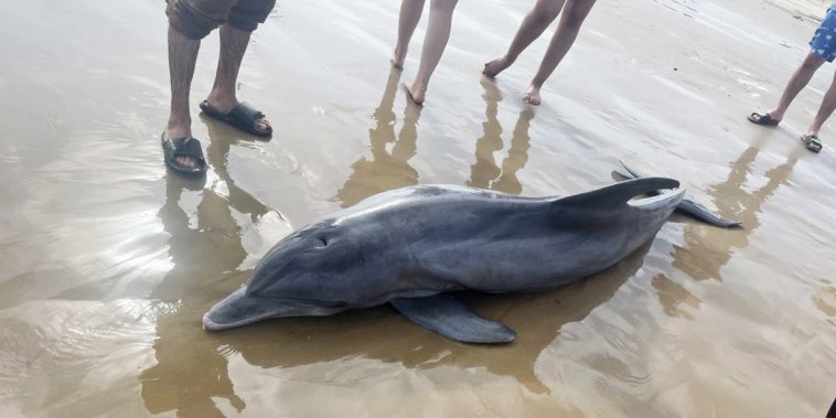 A female dolphin that washed up on Quintana Beach in Texas on April 10, 2022.