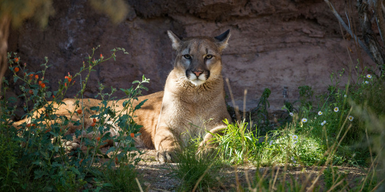 Cougar.