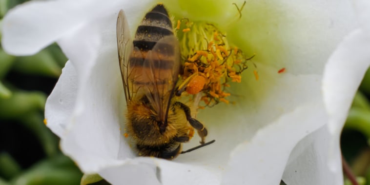 Las abejas habían sido enviadas a Alaska para polinizar cultivos de manzanas.
