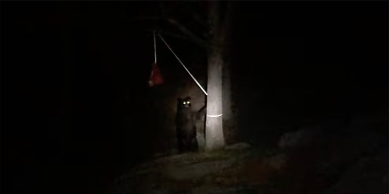A young black bear was euthanized after it lightly bit a boy scout's leg during a camping trip in Harriman State Park.