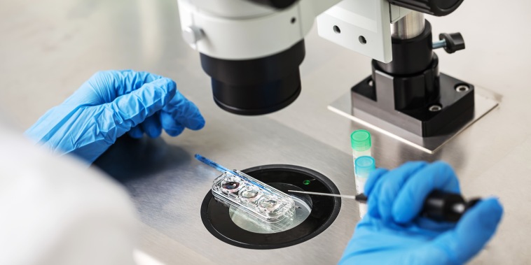 Image: A control check of the in vitro fertilization process.
