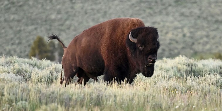 An American Bison, also called Buffalo, grazes in the Yellowstone National Park July 09, 2020. (Photo by Eric BARADAT / AFP) (Photo by ERIC BARADAT/AFP via Getty Images)