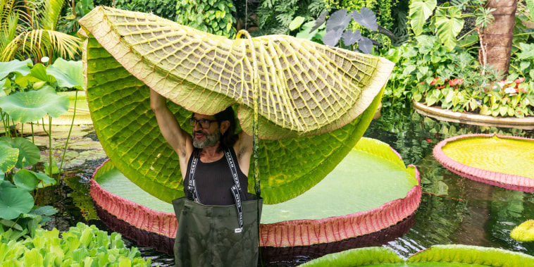 New species of giant waterlily