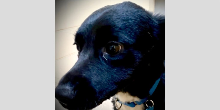 Saul, the border collie hero dog.