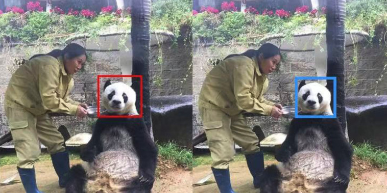 Facial recognition samples from the Chengdu Research Base of Giant Panda Breeding in China.