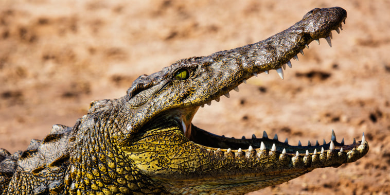 A sideview portrait of the head of a Nile crocodile