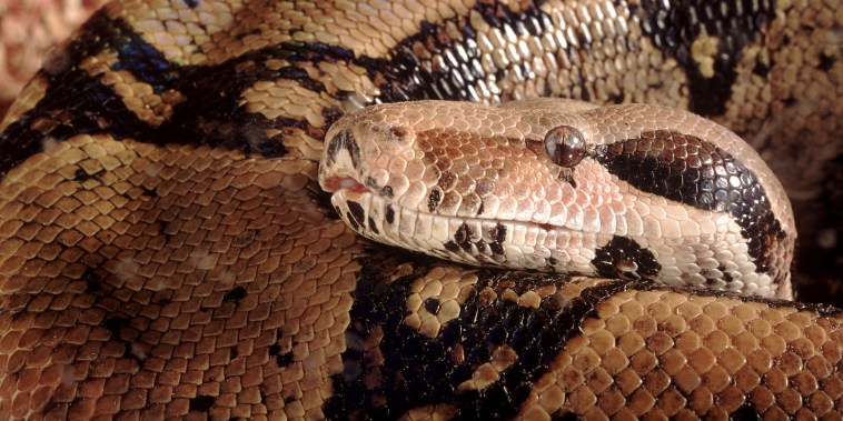 Boa constrictor