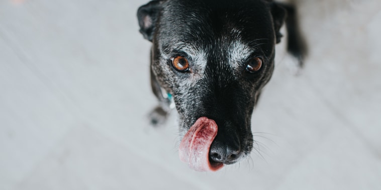 Dog licking lips
