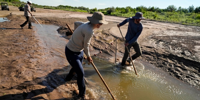 Fish biologists work to rescue the endangered Rio Grande silvery minnows from pools of water in the dry Rio Grande riverbed on July 26, 2022, in Albuquerque, N.M.