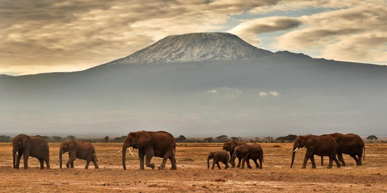 A herd of elephants walk in front of Mount Kilimanjaro in Amboseli National Park in Kenya in 2016.