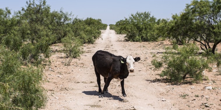 A cow roams in Crane County, Texas, on June 18, 2021.