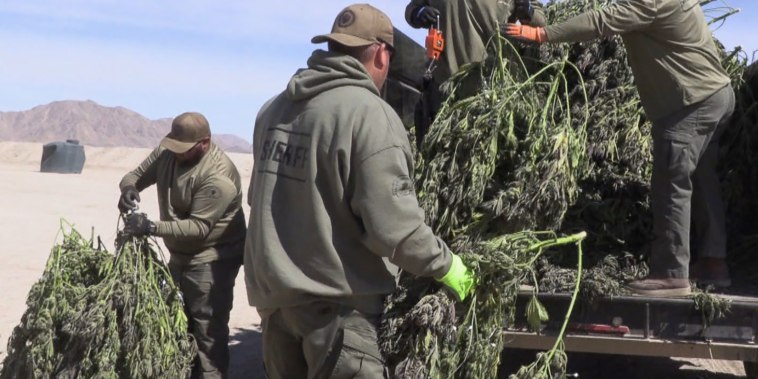 Deputies with the San Bernardino County Sheriff's Dept. confiscate illegally grown marijuana.