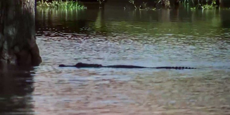 NBC News' Jesse Kirsch points out what appears to be an alligator swimming in floodwaters covering what used to be a residential street in Orlando, Fla.