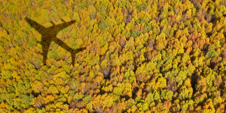 forest with airplane shadow