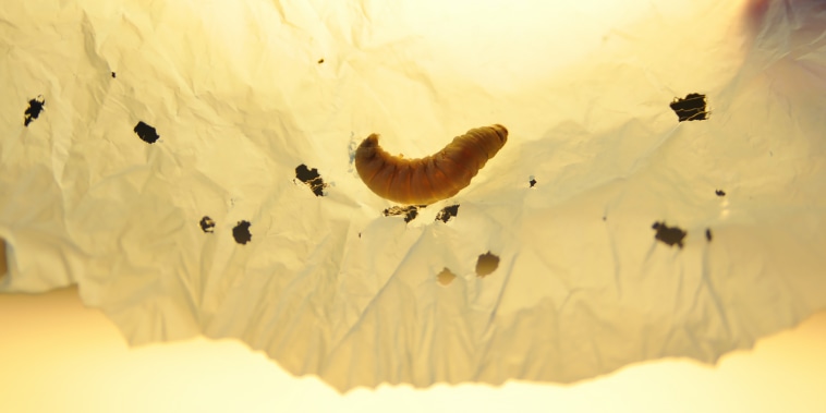 The wax worm saliva contains enzymes that set off polyethylene degradation.