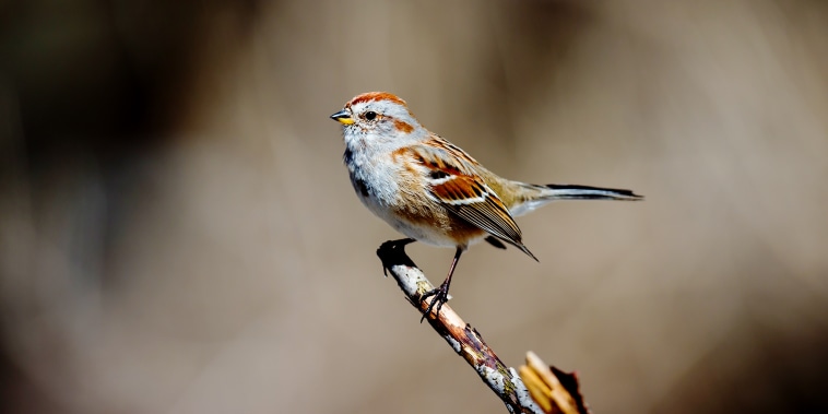 American Sparrow in a forest in Quebec.