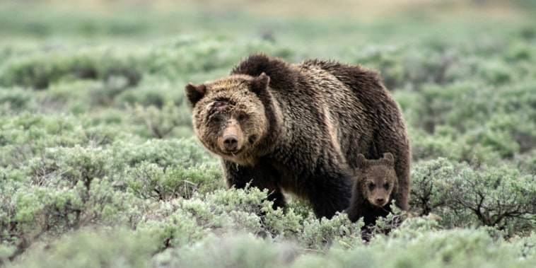 A Grizzly Bear and cub in Yellowstone National Park.