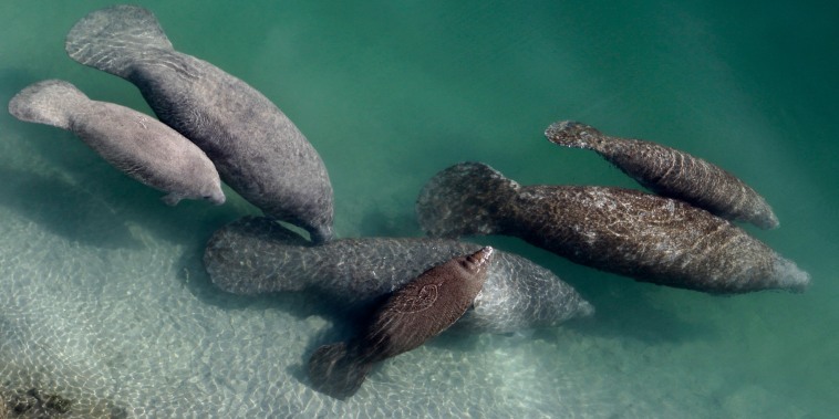 Fewer manatees died in 2019 in Florida compared with the year before. Statewide, manatee deaths decreased to 606 deaths last year, down from 824 in 2018.