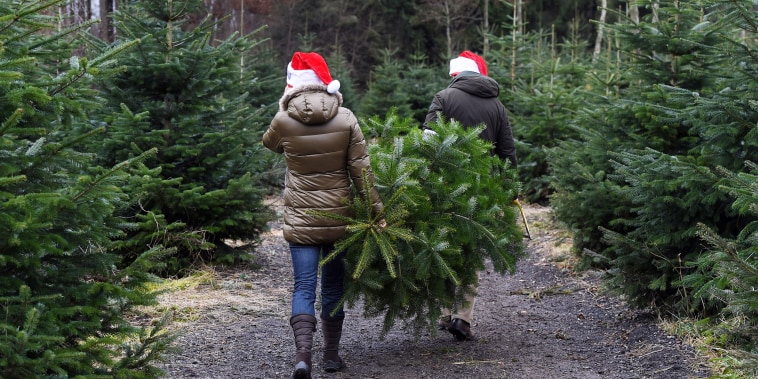 A couple moves a freshly sawn Christmas tree from a conifer tree plantage near the small Bavarian village of Tuerkenfeld, southern Germany, on December 11, 2016