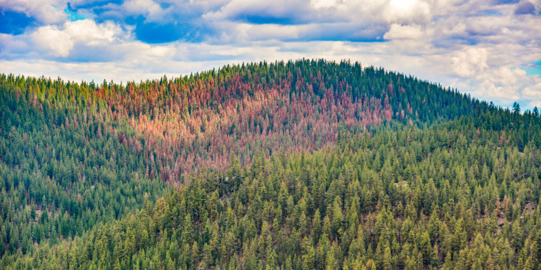 Fir die-off as observed during this year’s aerial survey in the Fremont-Winema National Forest in southern Oregon.