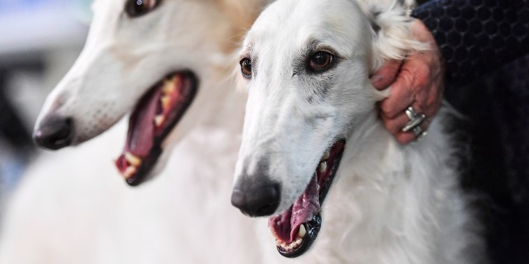 5792831 23.02.2019 Borzoi dogs are displayed at a dog show, in Moscow, Russia.