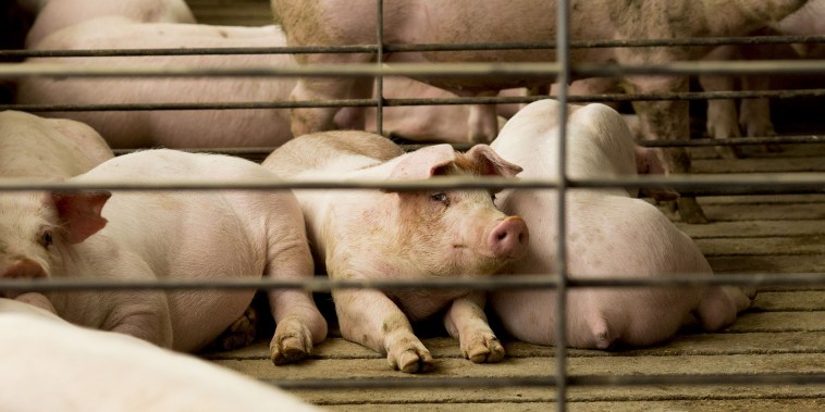 Piglets sit in a pen at a farm in Walcott, Iowa