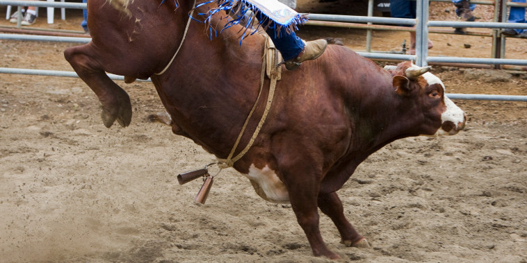 Bull Riding at rodeo