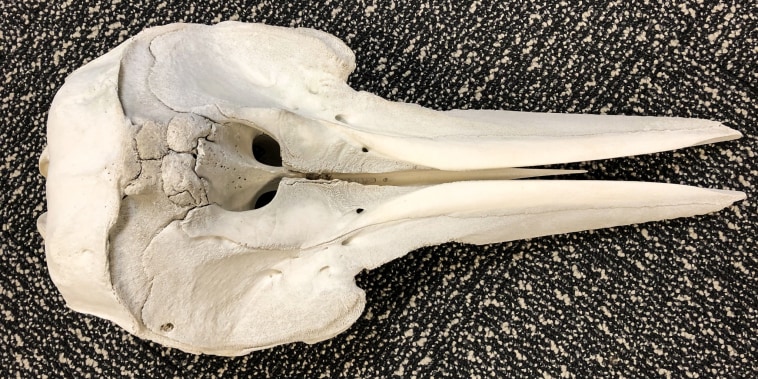 A dolphin skull was found in luggage at Detroit Metropolitan Airport.