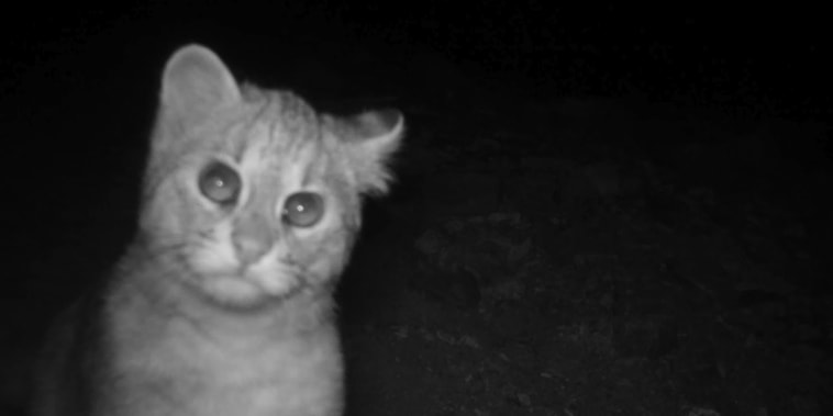 A Wildcat captured at night living within the DMZ. 