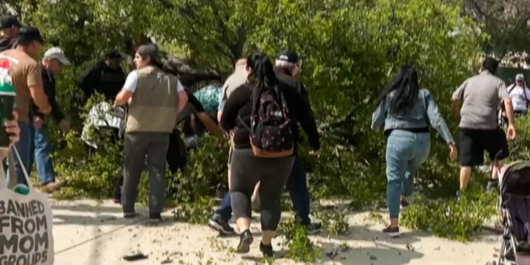 People respond to a fallen tree at the San Antonio Zoo.