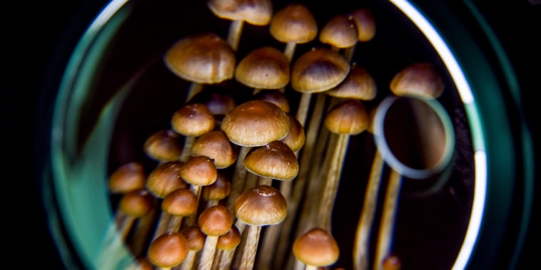 Psilocybin mushrooms in Washington, D.C., on Feb. 5, 2020.