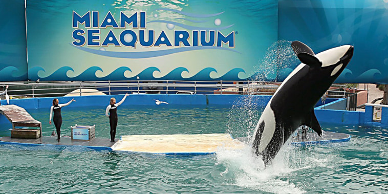 Lolita the orca could be returned to 'home waters' over 50 years after capture and being held at Miami Seaquarium
