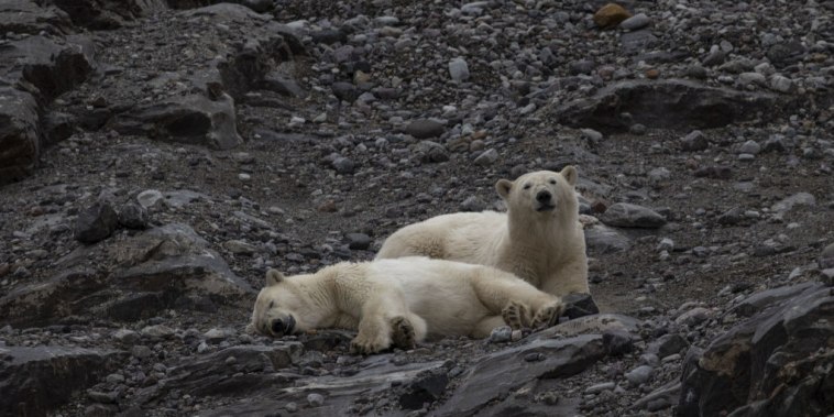 Osos polares son observados durante una expedición científica cerca de las Islas Svalbard, en el Océano Ártico en Noruega el 23 de julio de 2022.