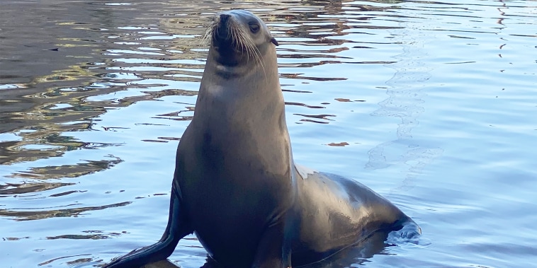 Freeway, the sea lion in 2022.