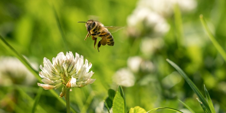 Close up of wild bee in mid-air next to a clover flower.