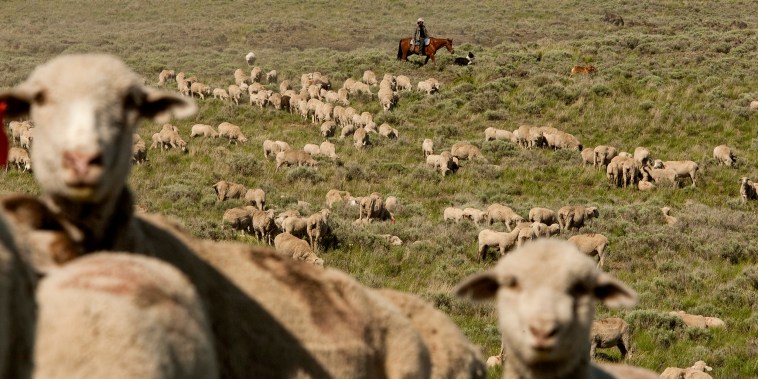 A sheep herder herds sheep on federal land near Atomic City, Idaho, on May 21, 2014.