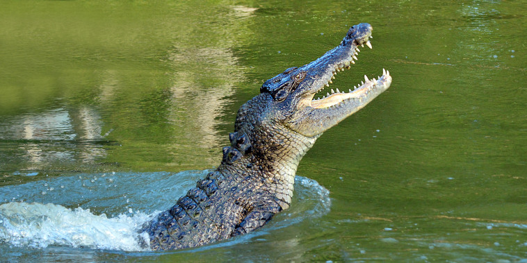 Saltwater crocodile in Queensland, Australia.