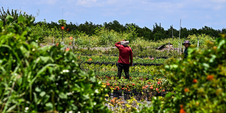 Un trabajador agrícola en Florida.